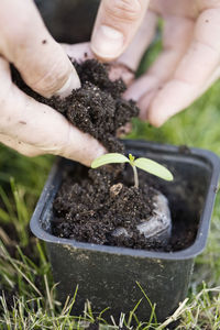 Cropped image of hands planting seedling in container