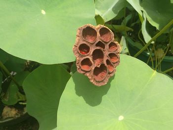 Close-up of lotus water lily