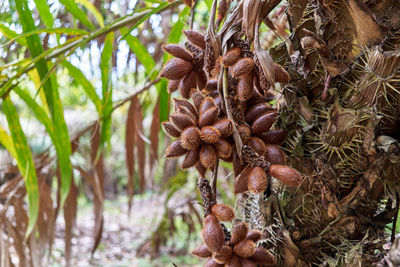 Close-up of pine cone on tree