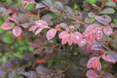 Close-up of raindrops on flowers blooming outdoors