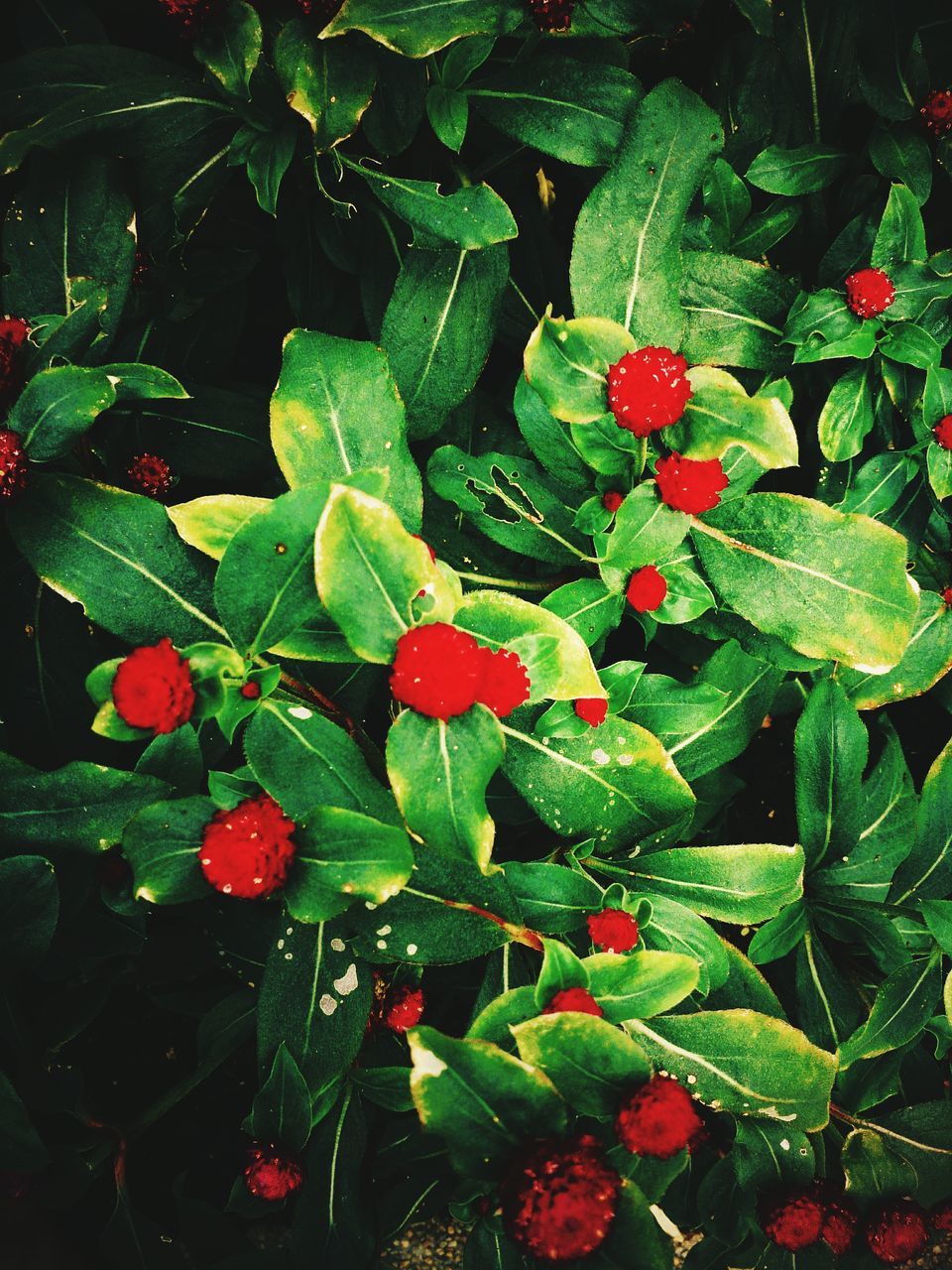 red, growth, leaf, freshness, plant, green color, nature, beauty in nature, growing, fruit, close-up, high angle view, food and drink, day, no people, outdoors, wet, tranquility, green, drop