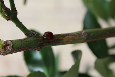 Close-up of insect on plant