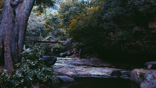 Trees and rocks in forest