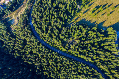 Aerial view of road amidst trees on land