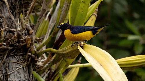 Close-up of bird perching on plant