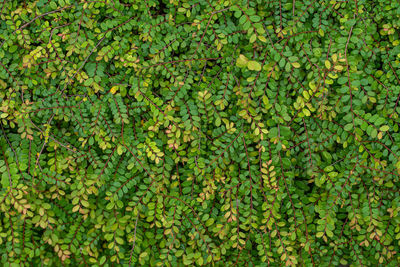 Full frame shot of fresh green plants