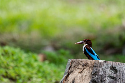 Close-up of bird perching on wooden post