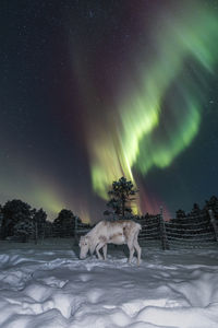 Low angle view of dog on snow