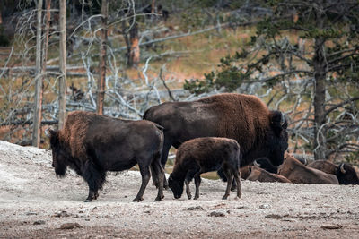 A herd of bison moves quickly along the firehole river in yellowstone national park