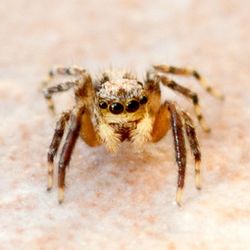 Close-up of insect