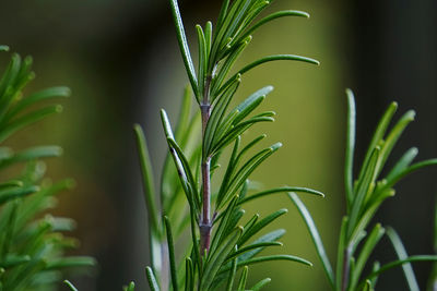 Close-up of plant