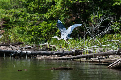 View of birds in the forest