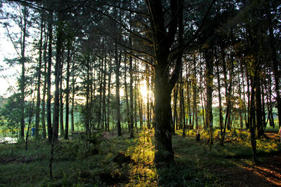 Trees in forest