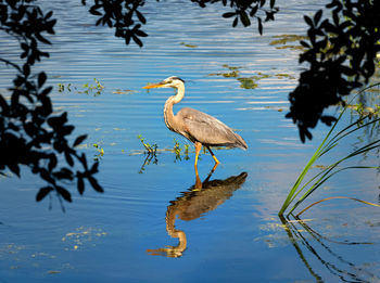 High angle view of gray heron on lake