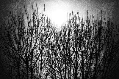 Low angle view of silhouette bare trees against sky