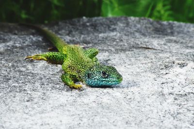 Close-up of lizard on rock