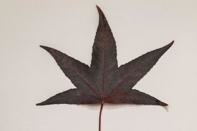 Close-up of maple leaf against white background