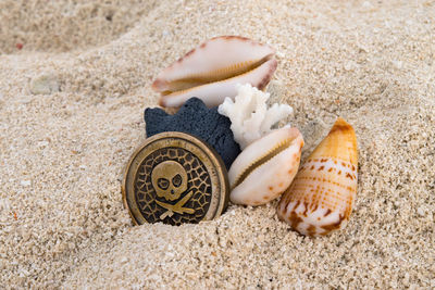 Close-up of seashells on beach