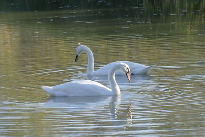 Swan swimming in lake