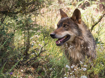 Close-up of wolf standing in forest