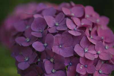 Close-up of pink hydrangea flowers