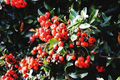 Close-up of red berries growing on tree