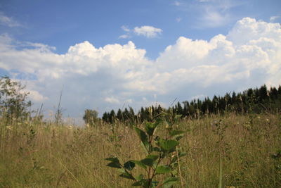 Scenic view of field against cloudy sky