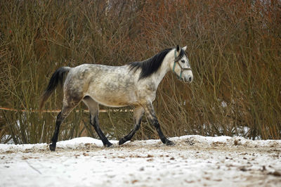 Side view of a horse standing on snow covered field