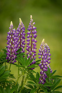 Close-up of purple flowering plants