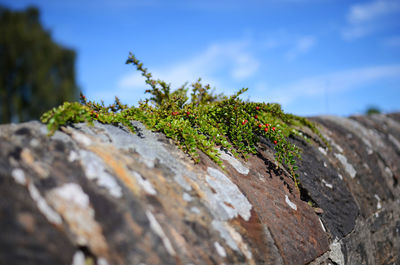 Close-up of lizard on tree against sky