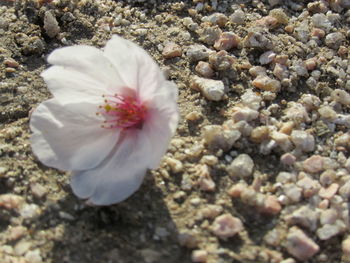 Close-up of flower