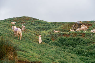 Horses in a field