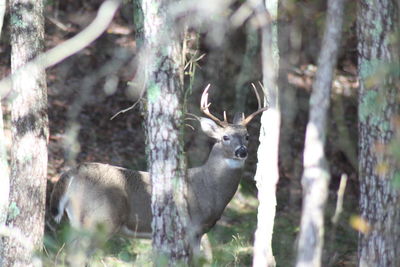 Deer in a forest