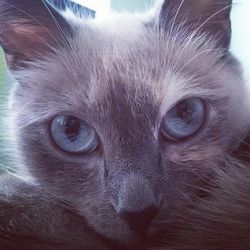 Close-up portrait of cat