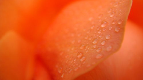 Extreme close up of red rose