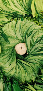 High angle view of green leaves