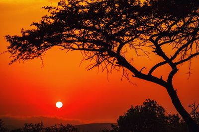 Low angle view of silhouette tree against orange sky