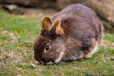 Close-up of a rabbit on field