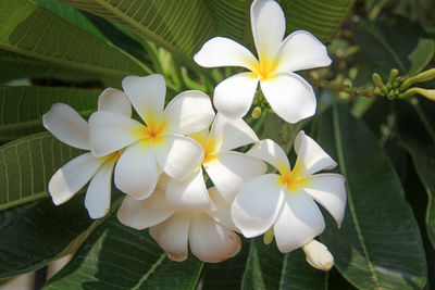 Close-up of white frangipani flowers blooming at park