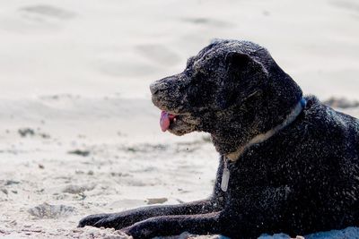 Close-up of dog sitting on sand