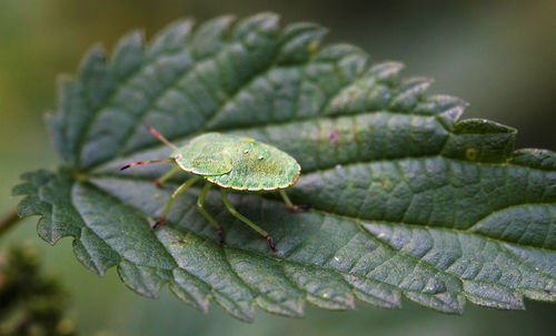 Close-up of a green shield bug palomena prasina nymph on a leaf