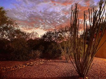 Plants growing on land against sky during sunset