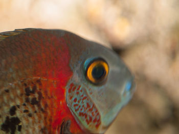 Close-up of bird