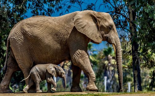 View of elephant in sunlight