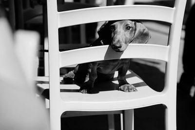 Dog looking through seat at table