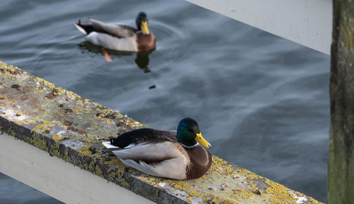 High angle view of duck swimming in lake