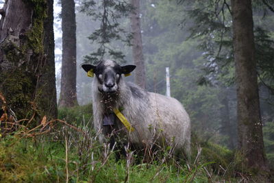 Portrait of dog in forest