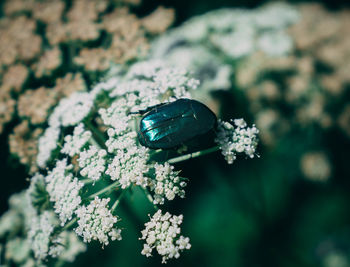 Close-up of rose beetle on white flower.