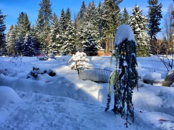 Trees on snow covered landscape