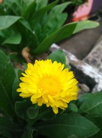 Close-up of yellow flower blooming outdoors